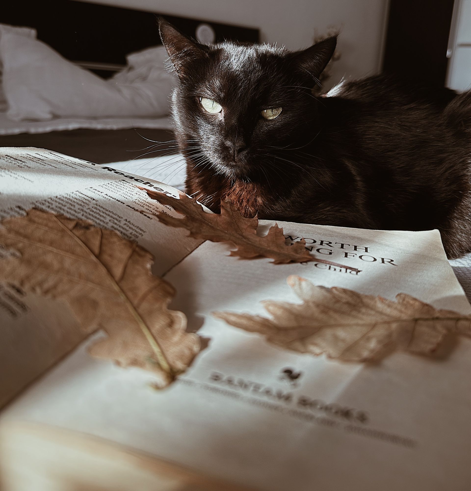 Black cat on a book among autumn leaves